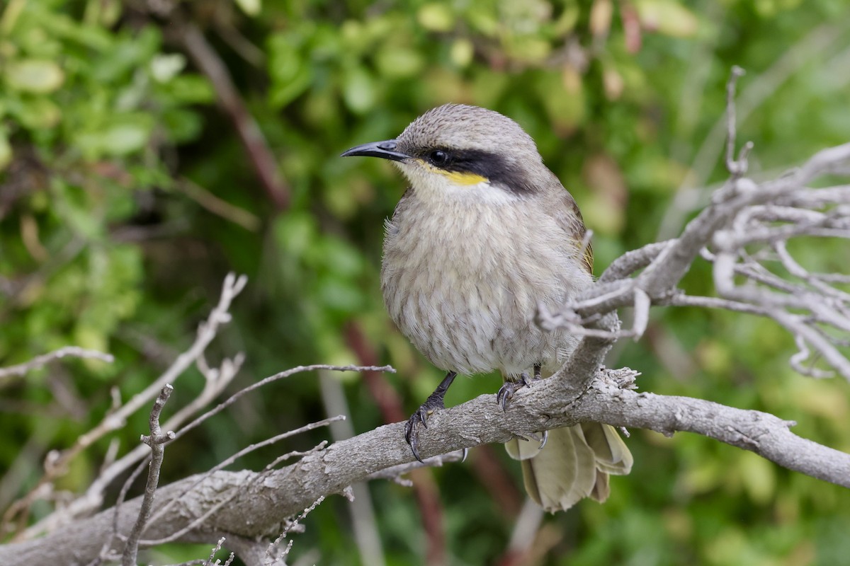 Singing Honeyeater - ML643705783