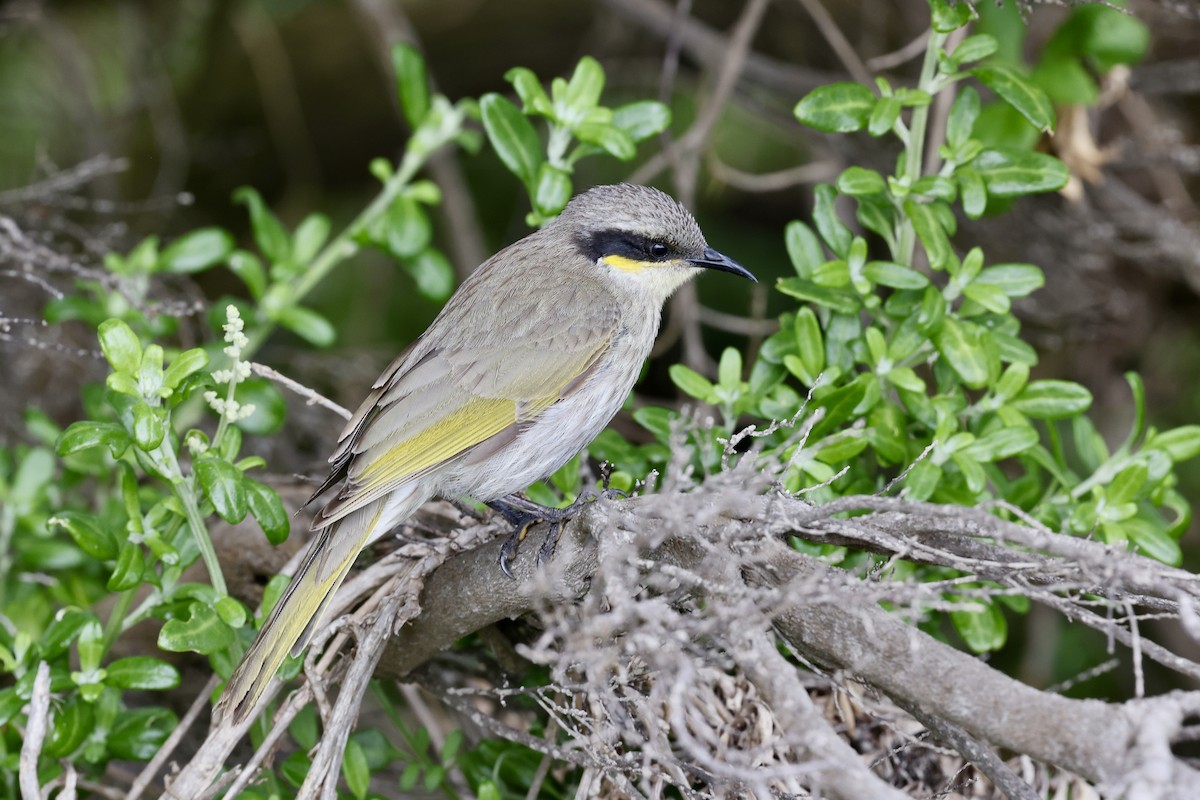 Singing Honeyeater - ML643705784