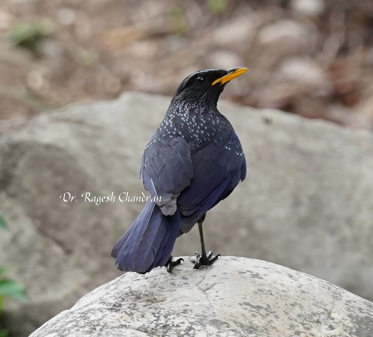 Нил исгэрээ хөөндэй - ML643705786