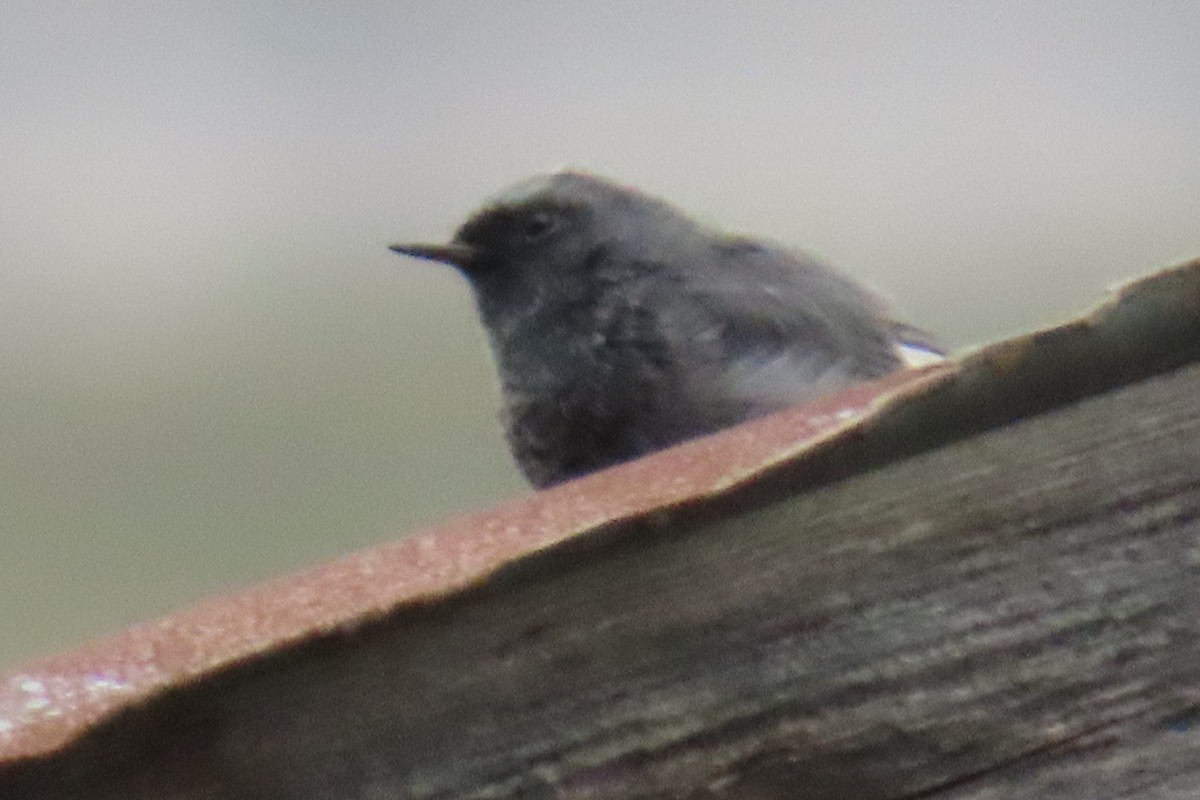 Black Redstart - ML643705793