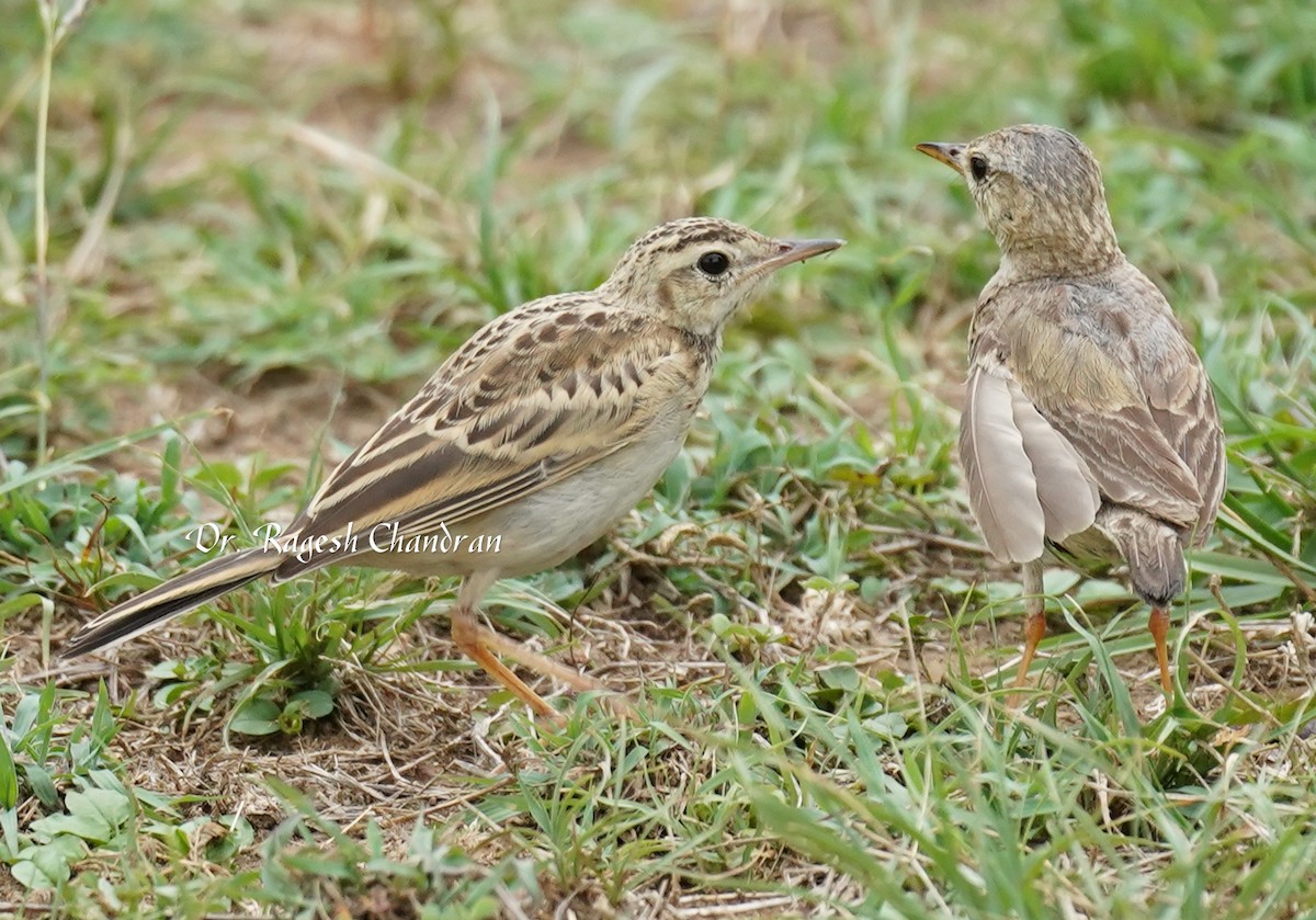 Paddyfield Pipit - ML643705797