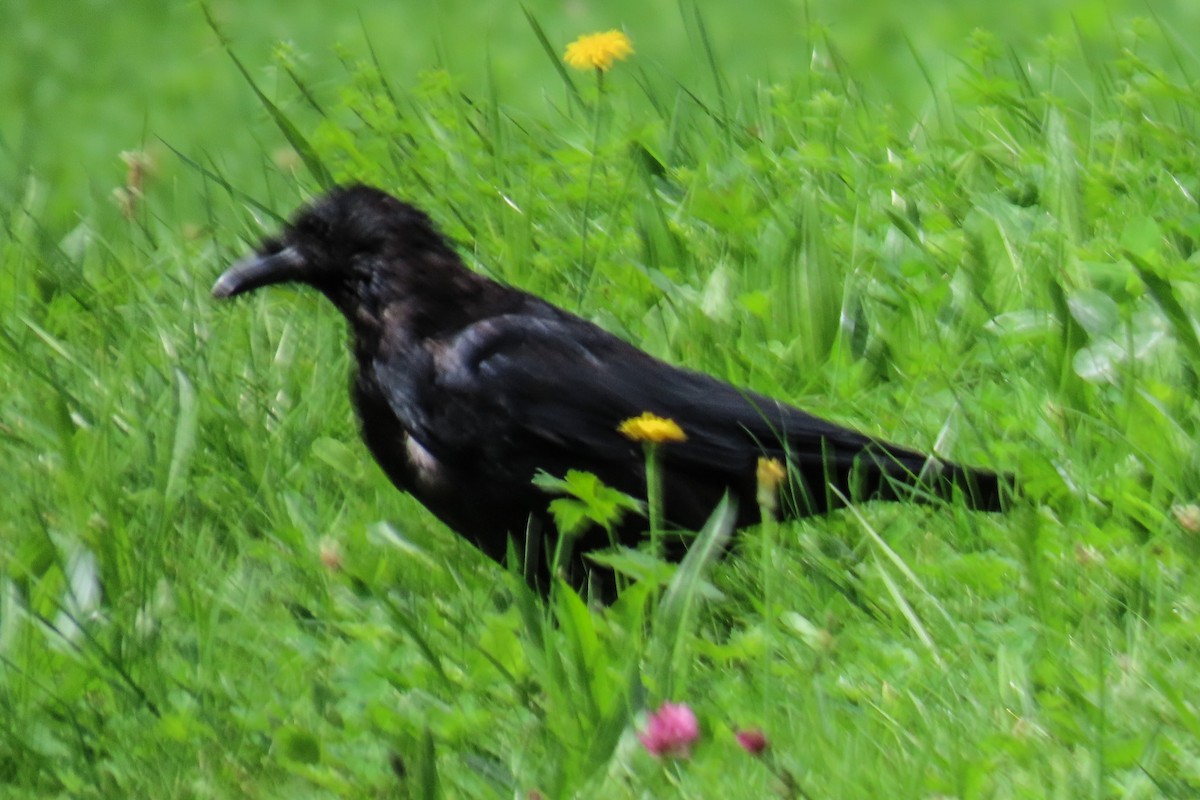 Carrion Crow - ML643705807