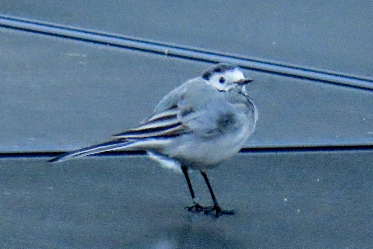 White Wagtail - ML643705827