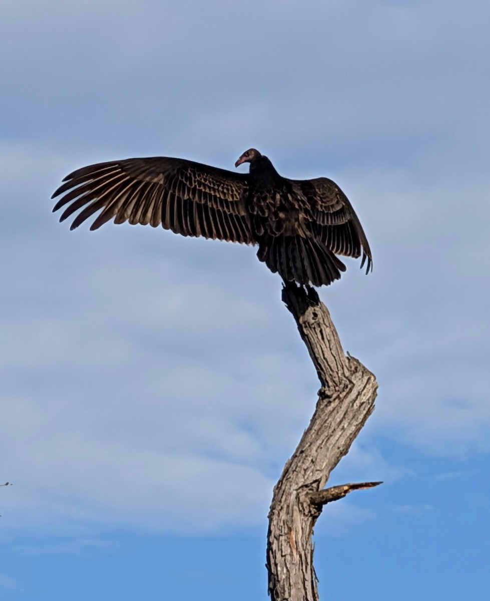Turkey Vulture - ML643705828