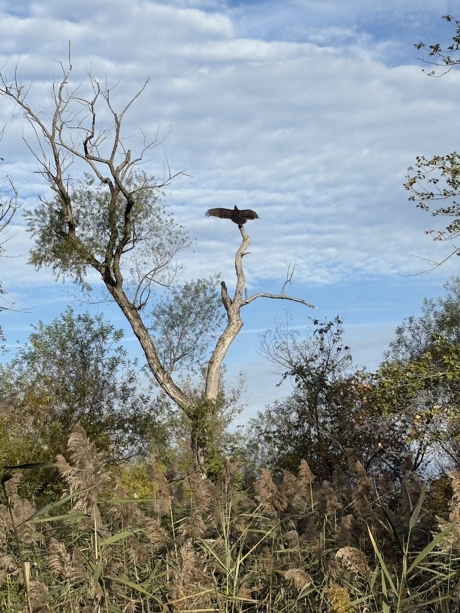 Turkey Vulture - ML643705830
