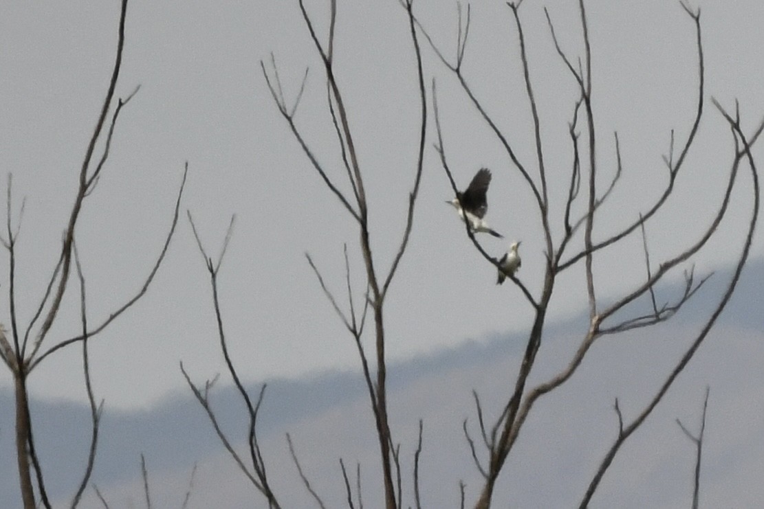White Woodpecker - ML643705834