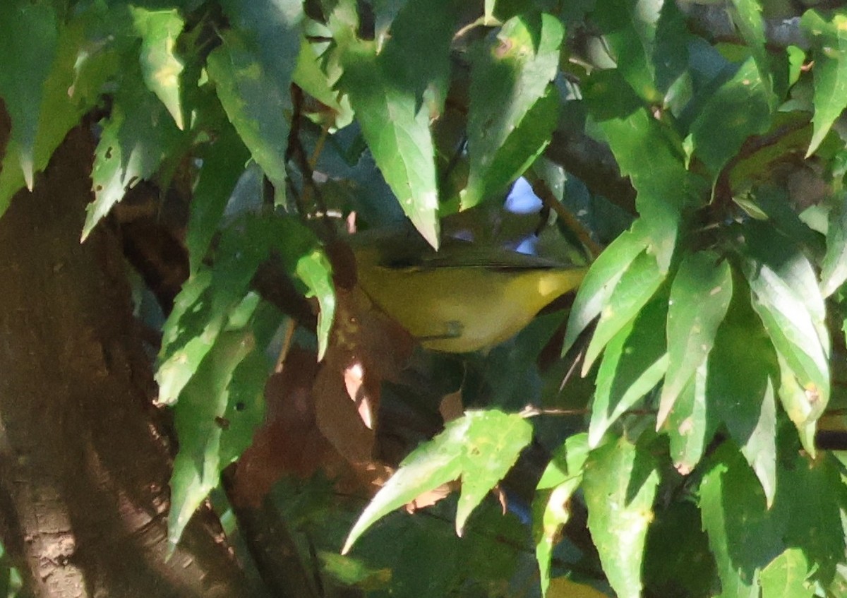 Nashville Warbler - ML643705839