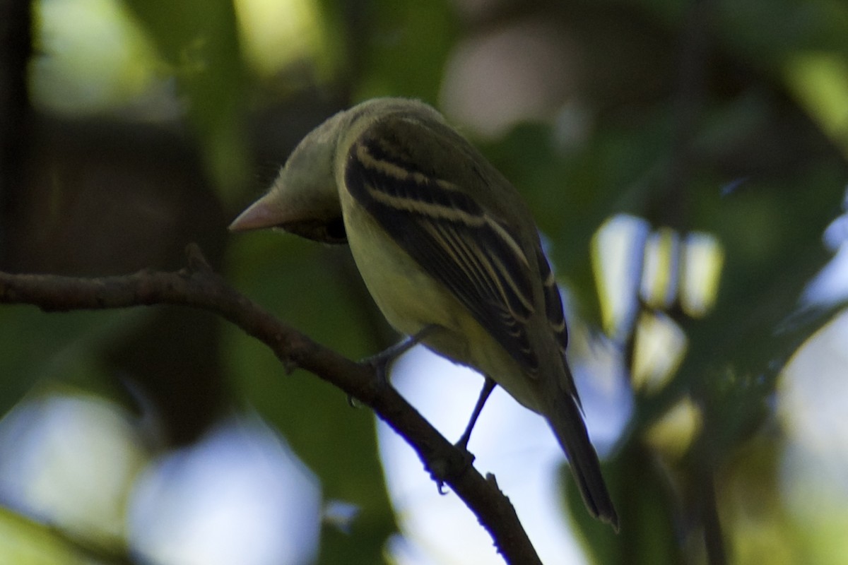Mosquero Verdoso - ML643705843
