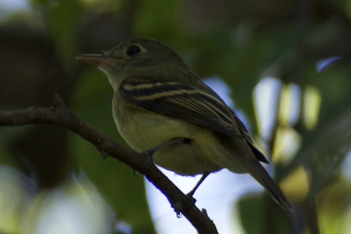 Mosquero Verdoso - ML643705844