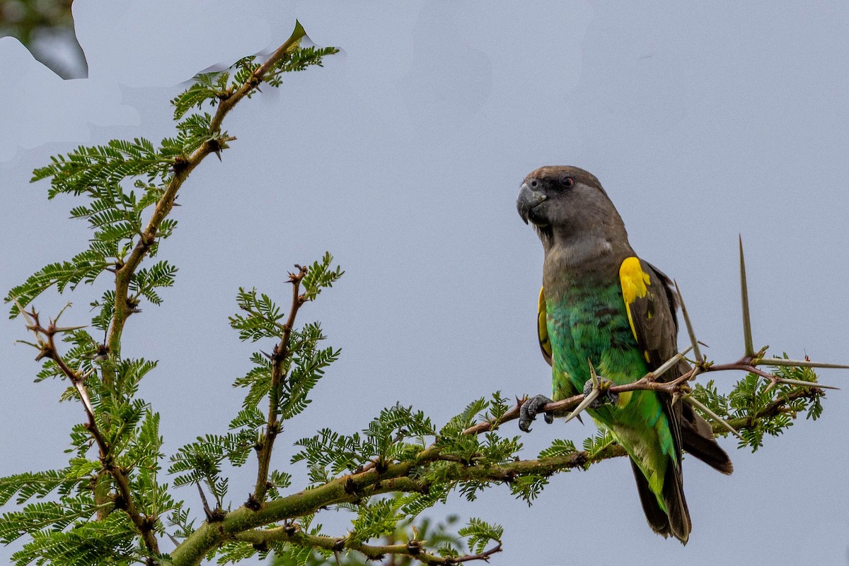 gulissepapegøye - ML643705860