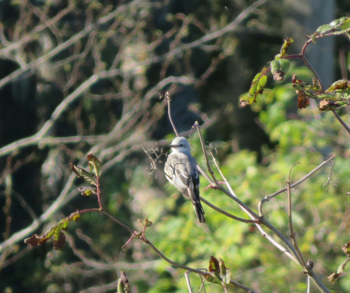 Scissor-tailed Flycatcher - ML643705861