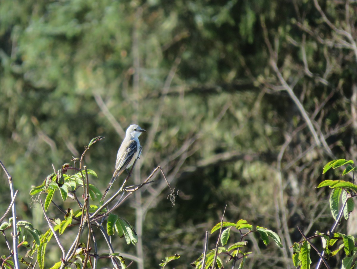 Scissor-tailed Flycatcher - ML643705862