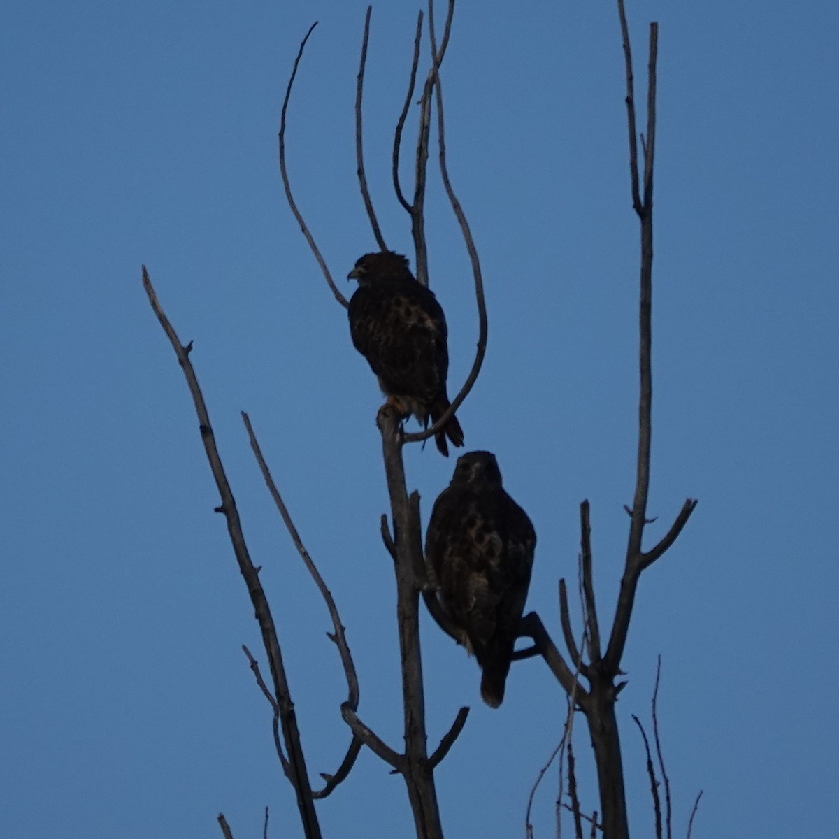 Red-tailed Hawk - ML643705866