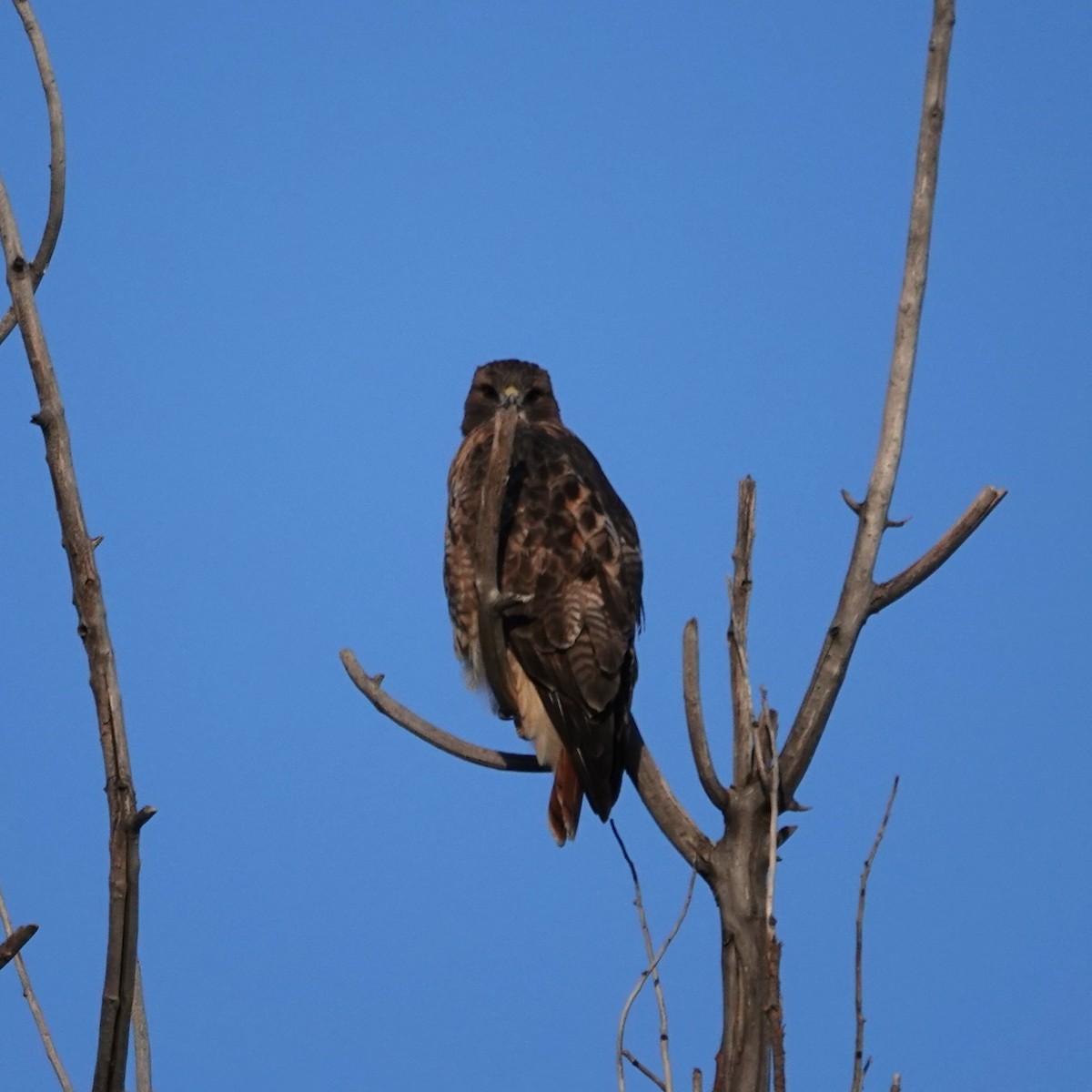 Red-tailed Hawk - ML643705867