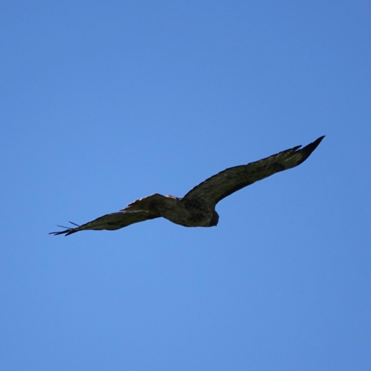 Red-tailed Hawk - ML643705868