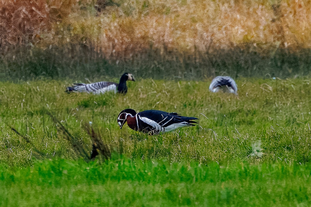 rødhalsgås - ML643705883