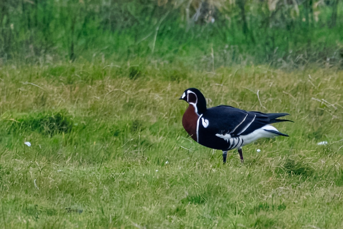 rødhalsgås - ML643705884