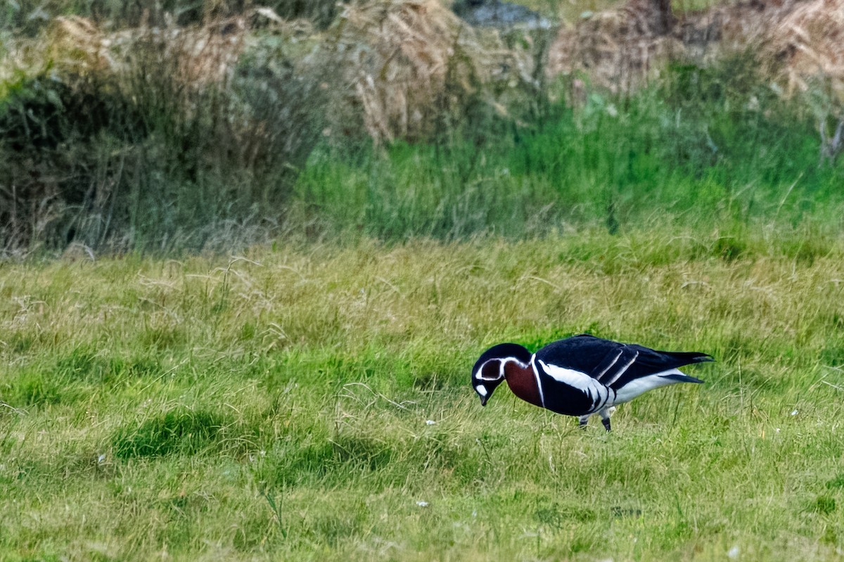 rødhalsgås - ML643705885