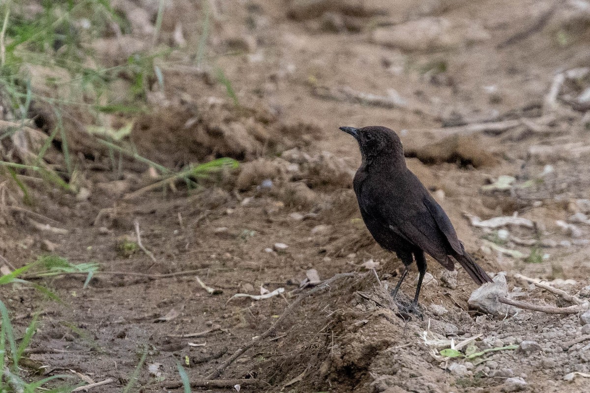 Northern Anteater-Chat - ML643705897