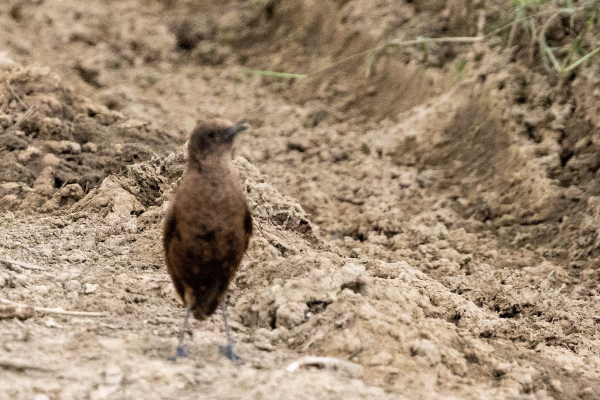Northern Anteater-Chat - ML643705898