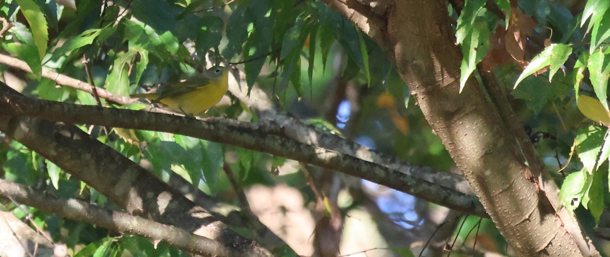 Nashville Warbler - ML643705901