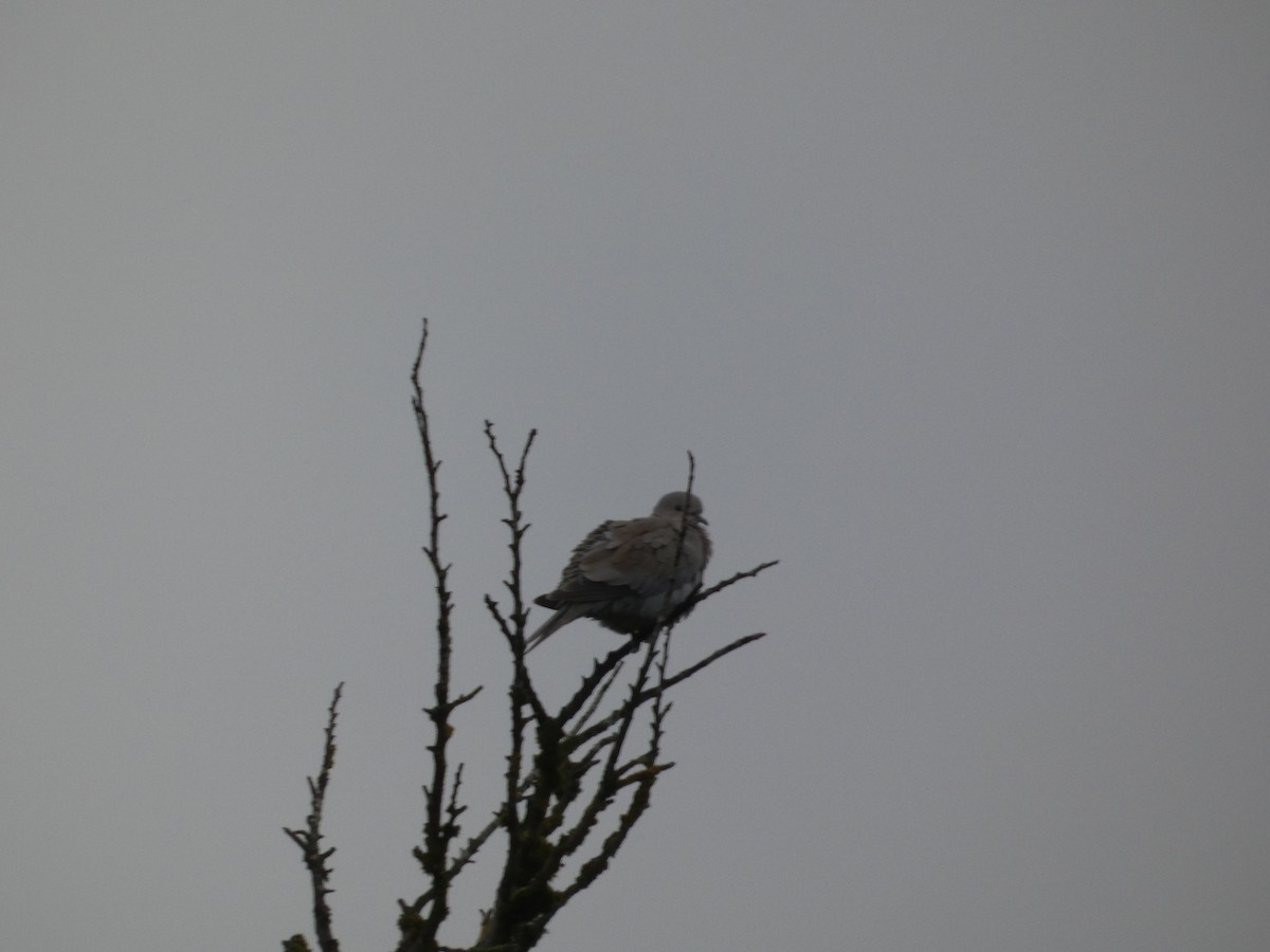 Eurasian Collared-Dove - ML643705916