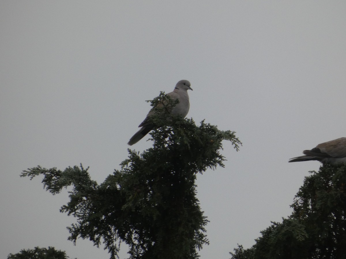 Eurasian Collared-Dove - ML643705917
