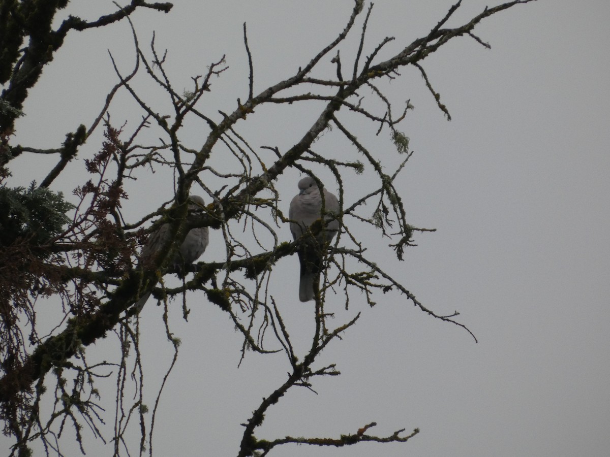 Eurasian Collared-Dove - ML643705918