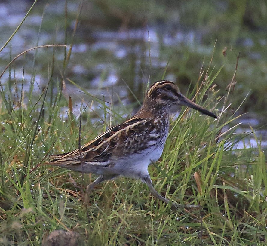 Jack Snipe - ML643705922