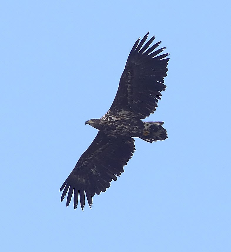 White-tailed Eagle - ML643705931