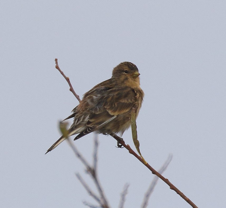 Twite - ML643705945