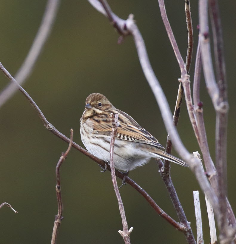 Reed Bunting - ML643705958
