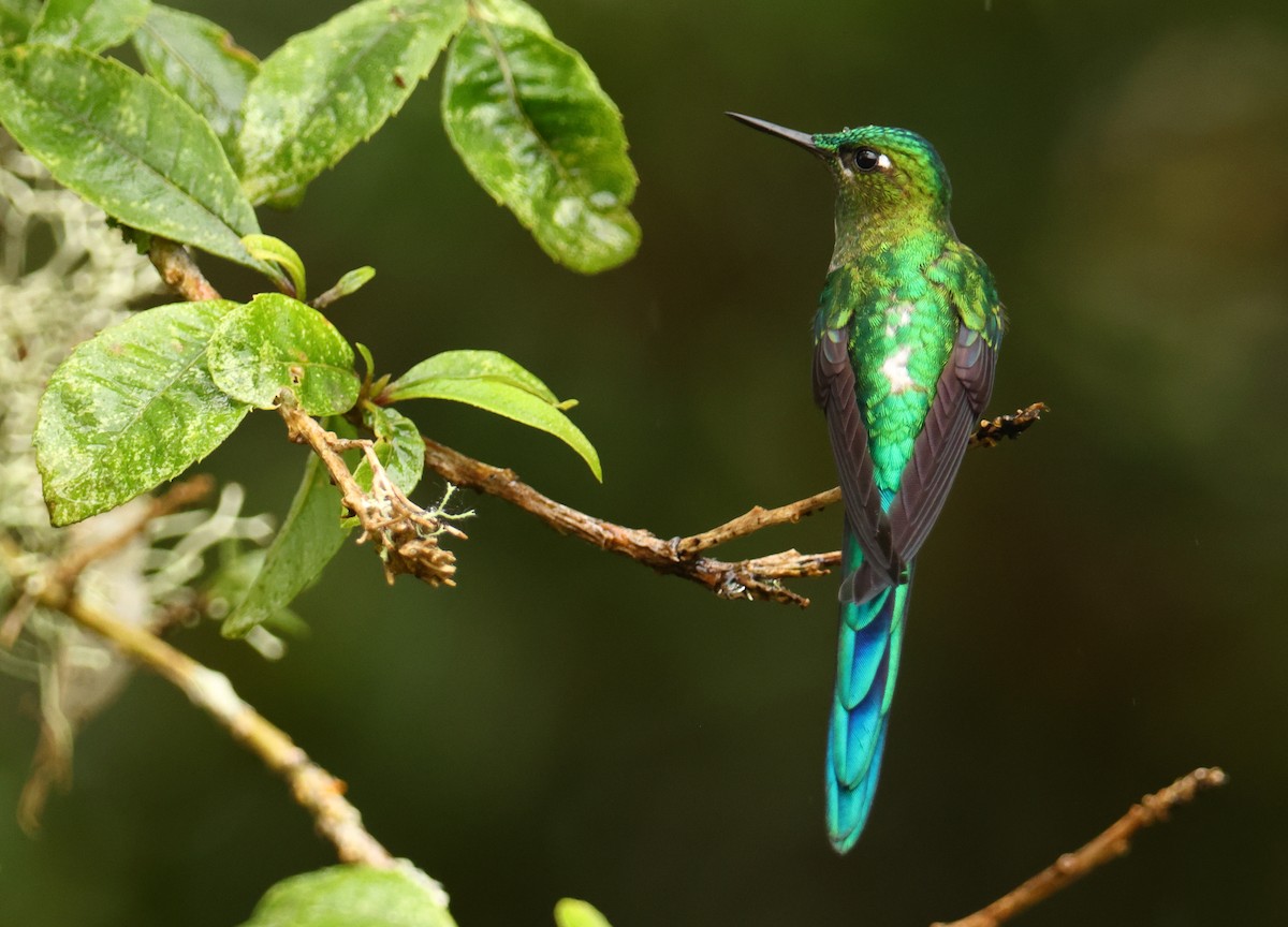 Long-tailed Sylph - ML643705970