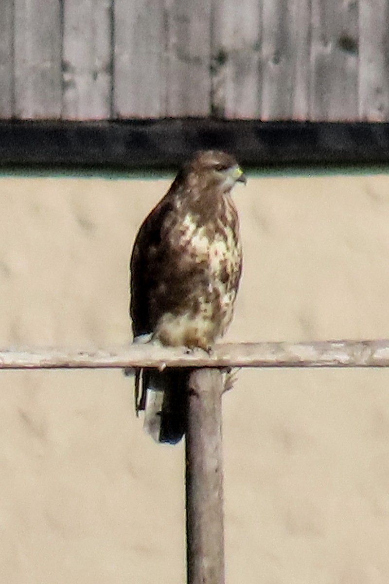 Common Buzzard - ML643705976