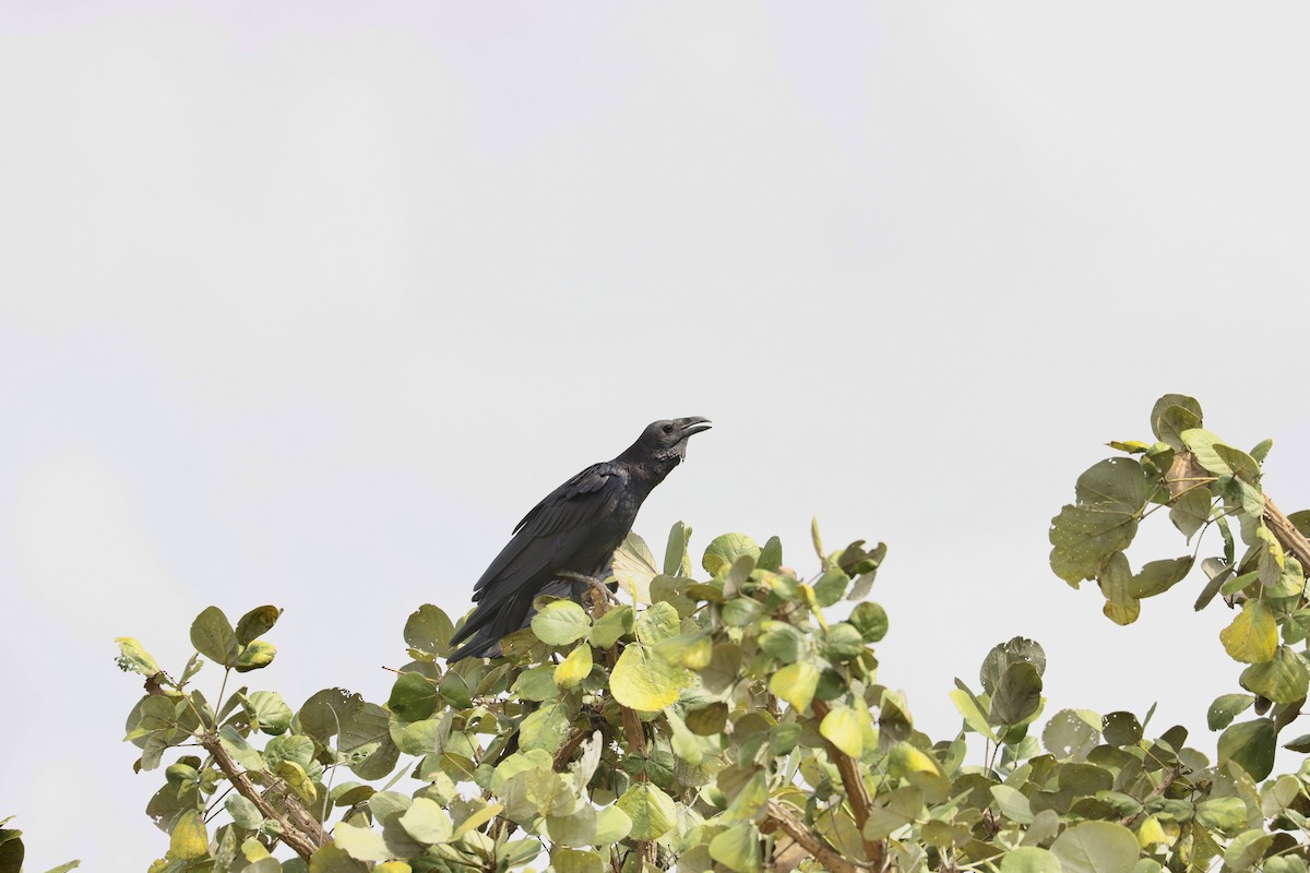 Fan-tailed Raven - ML643705978