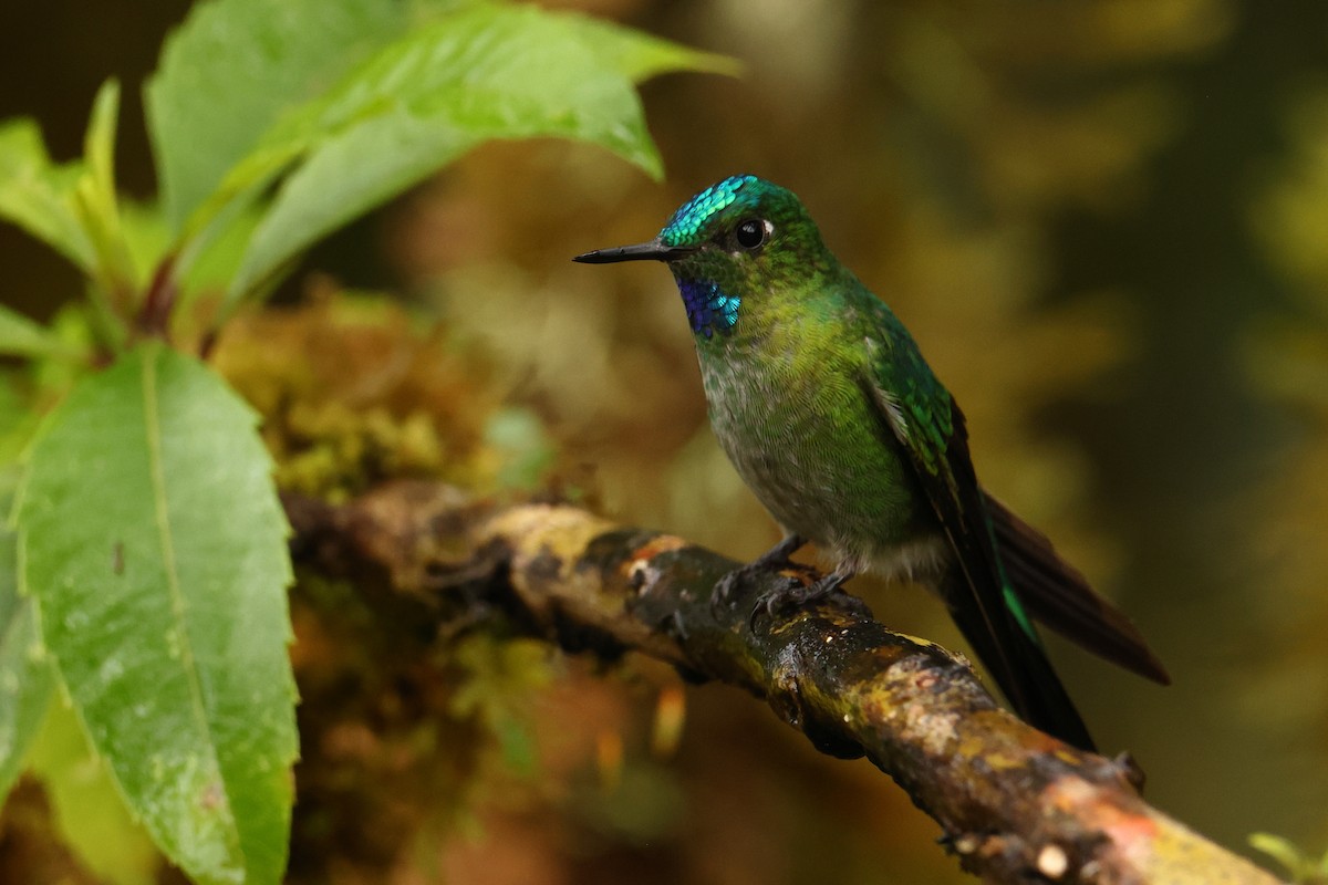 Long-tailed Sylph - ML643705985