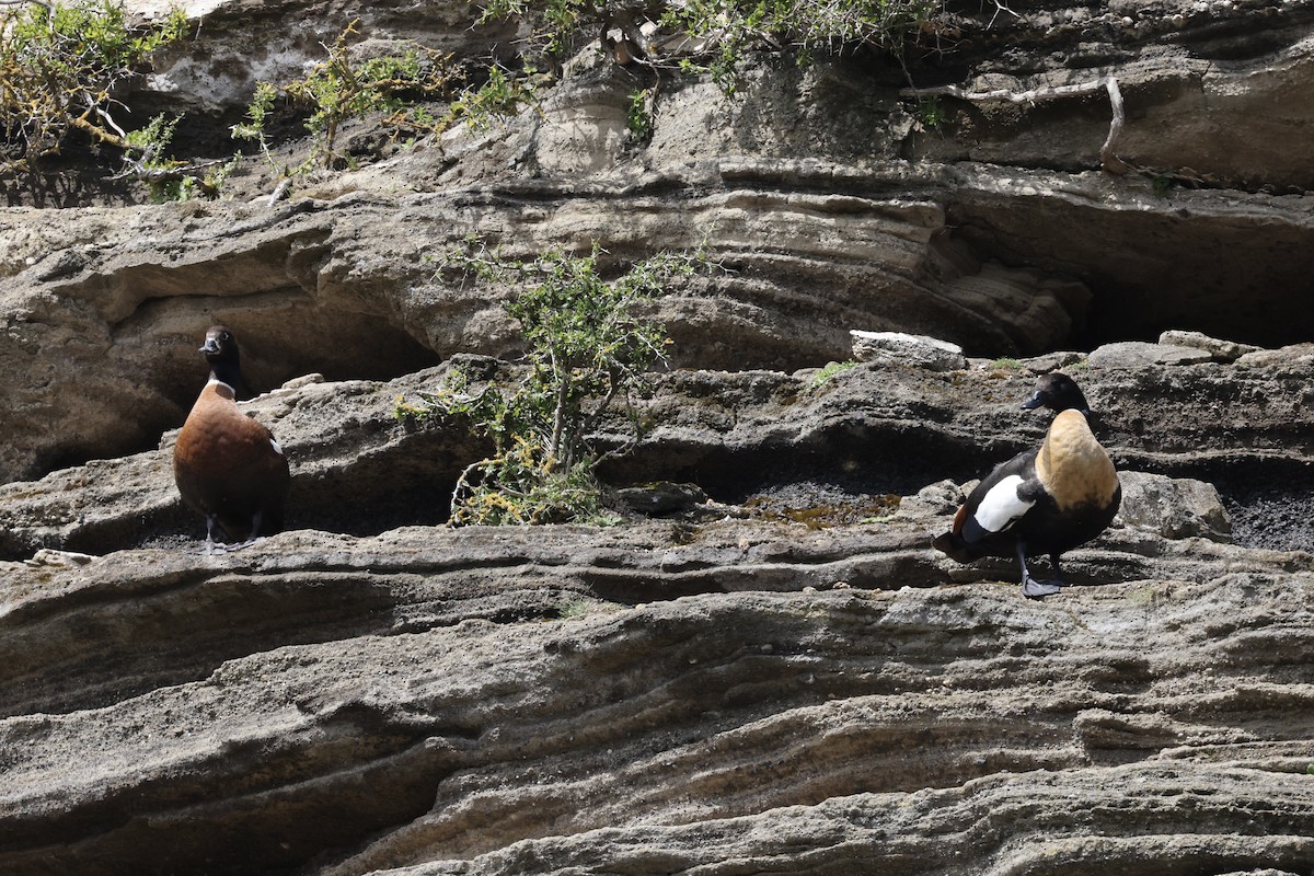 Australian Shelduck - ML643706015