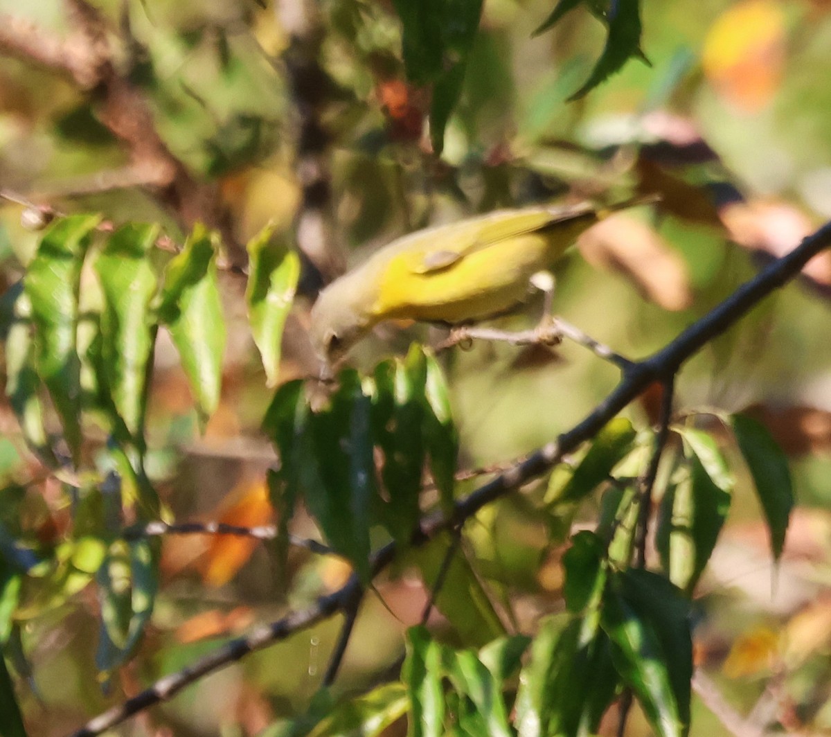 Nashville Warbler - ML643706024
