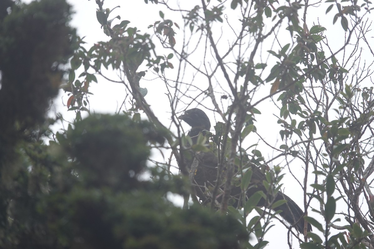 Andean Guan - ML643706067