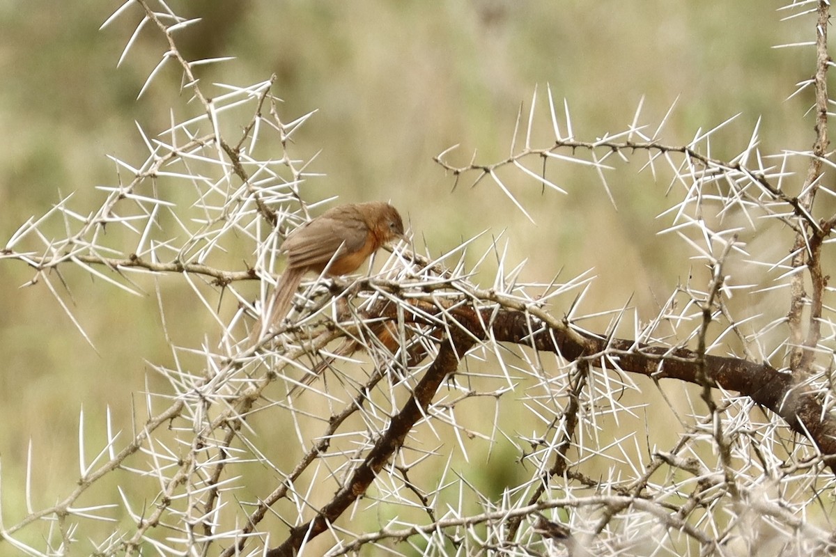 Rufous Chatterer - ML643706084