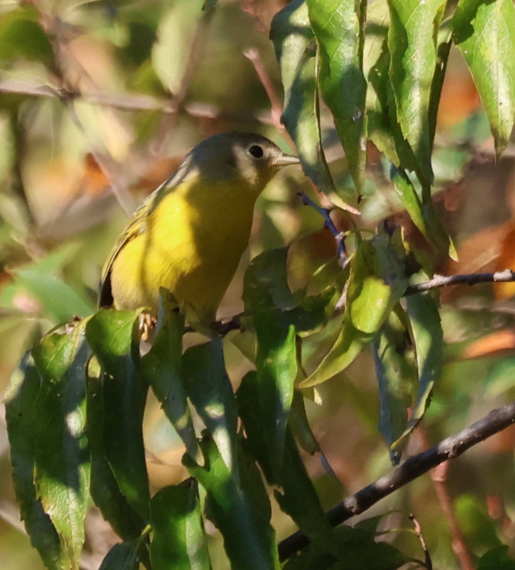 Nashville Warbler - ML643706104
