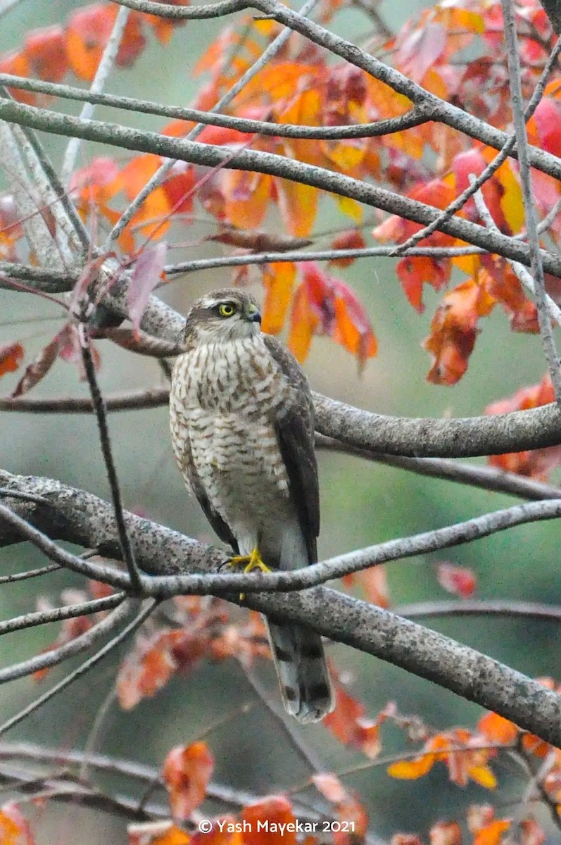 Морин харцага - ML643706118