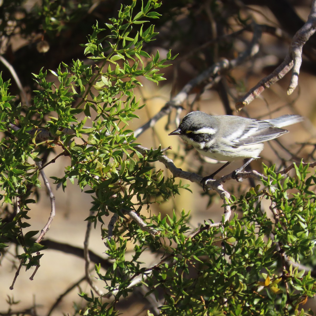 Black-throated Gray Warbler - ML643706134