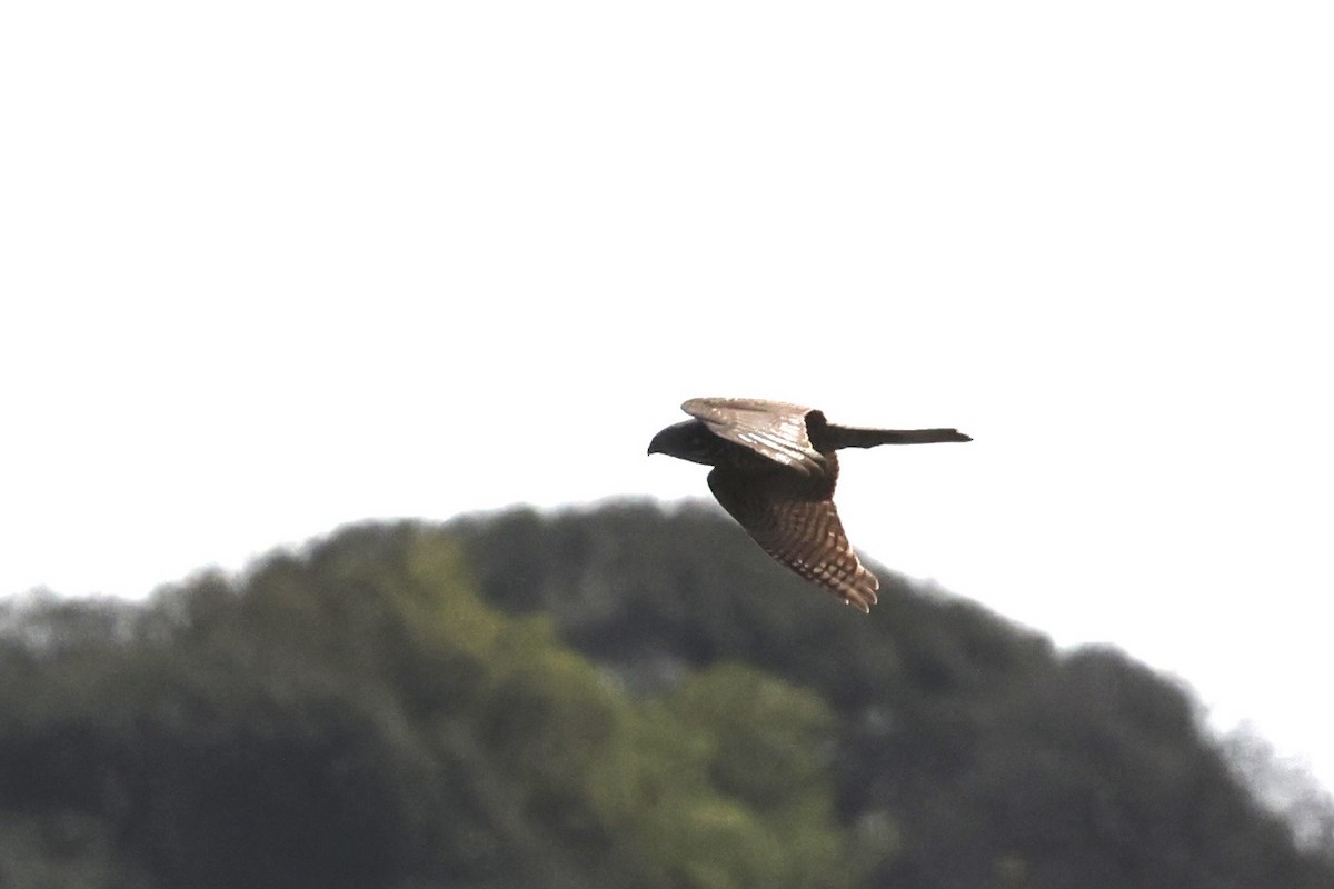 Brown Goshawk - ML643706163
