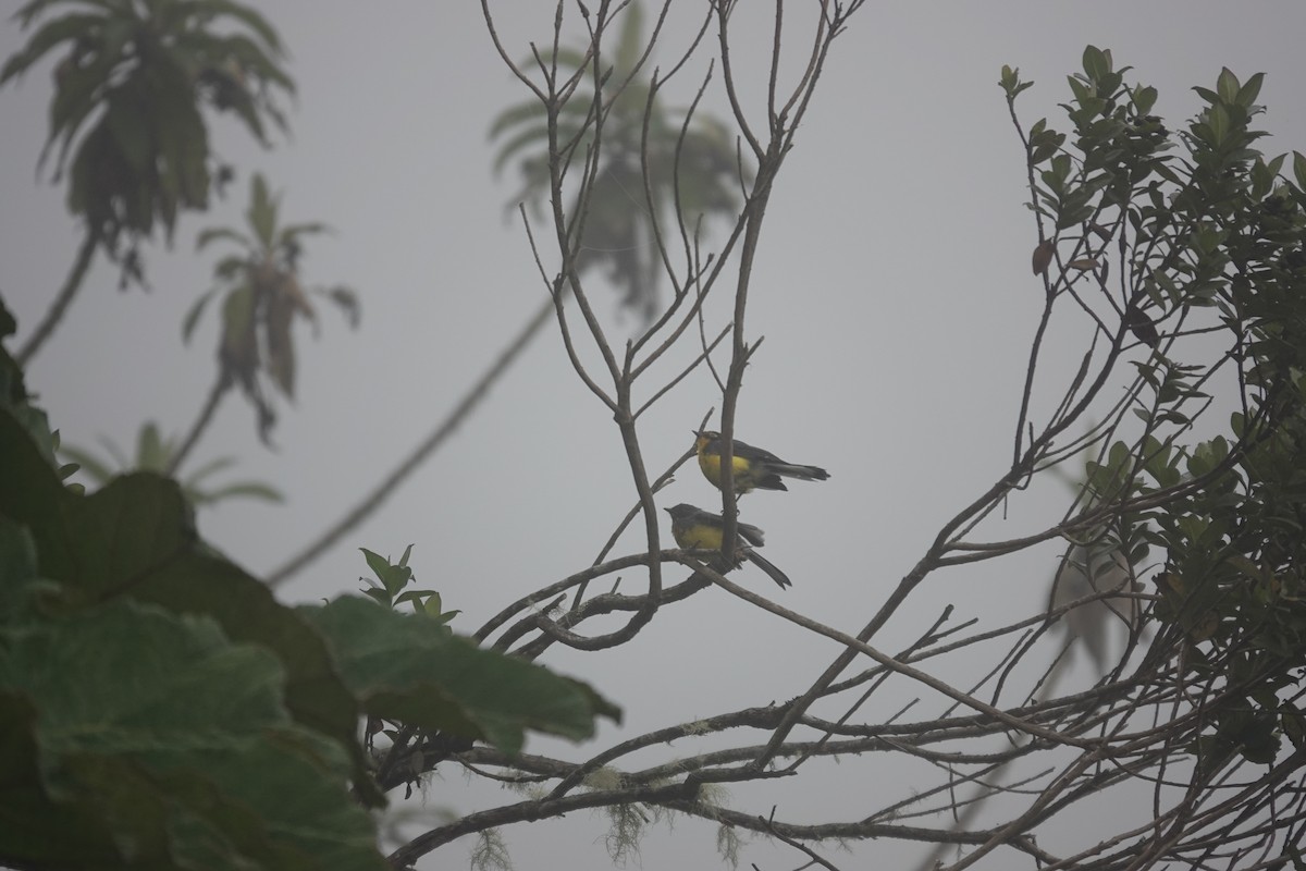 Spectacled Redstart - ML643706173