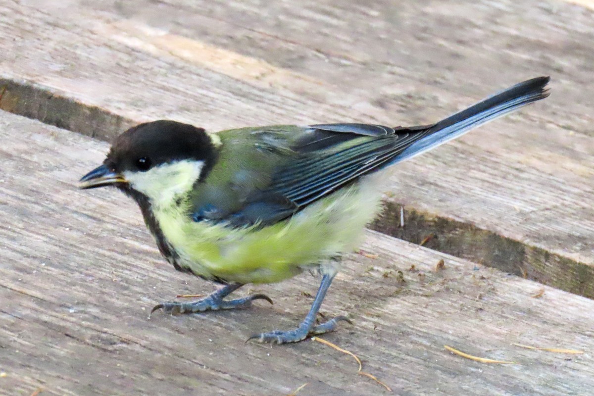 Great Tit - ML643706174