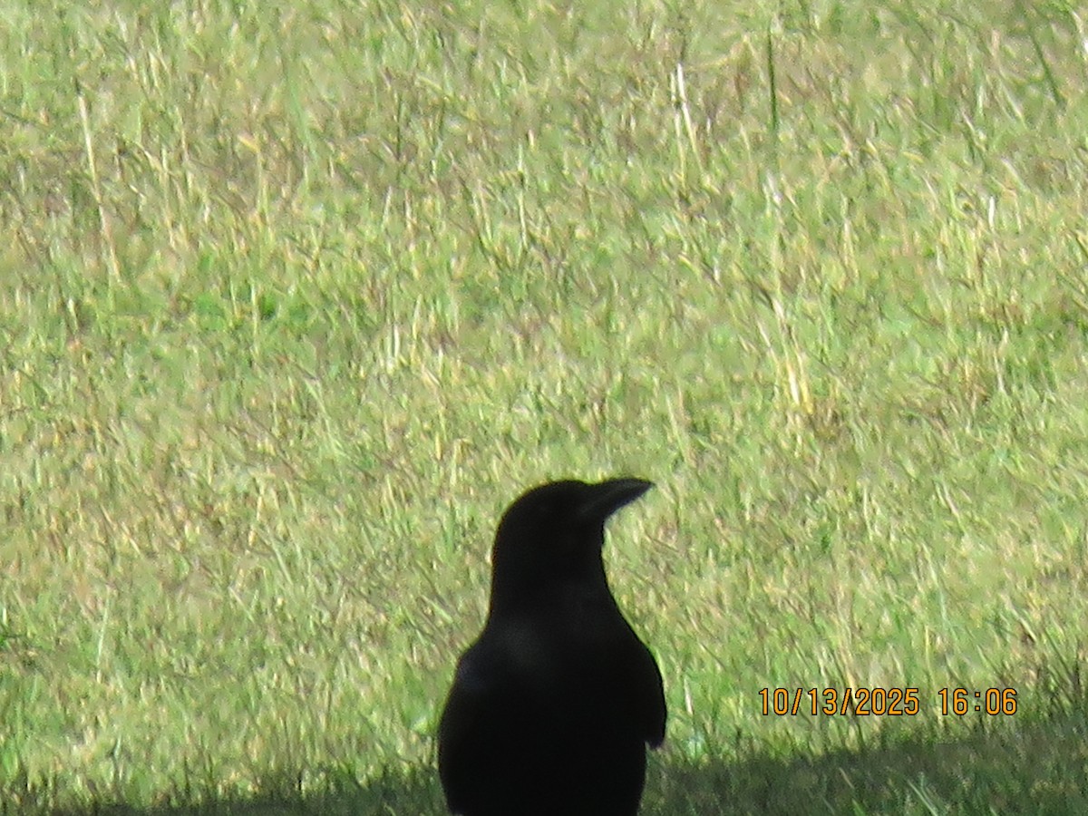 American Crow - ML643706182