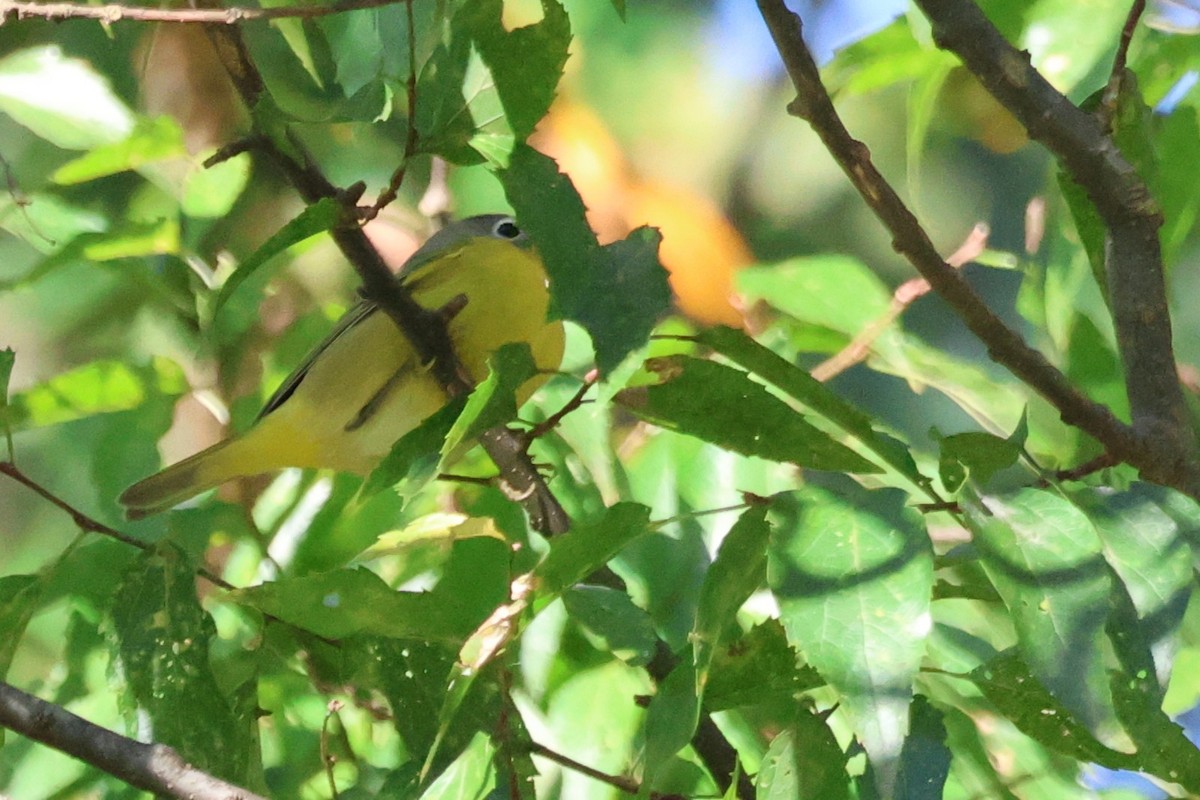 Nashville Warbler - ML643706186