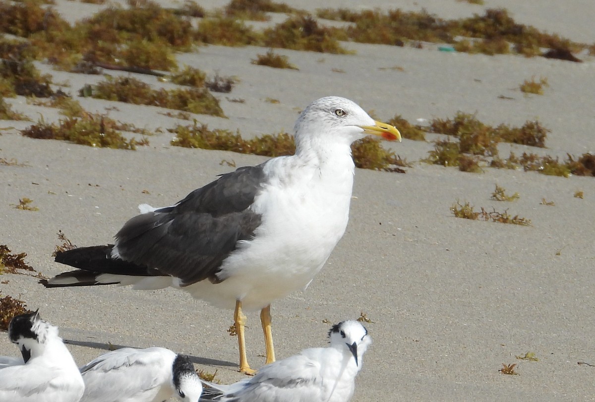 Gaviota Sombría - ML643706190