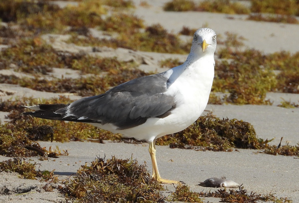 Gaviota Sombría - ML643706191